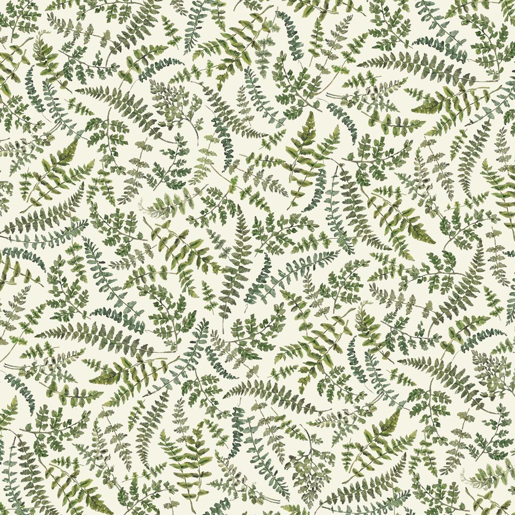 Ferns Unfurling