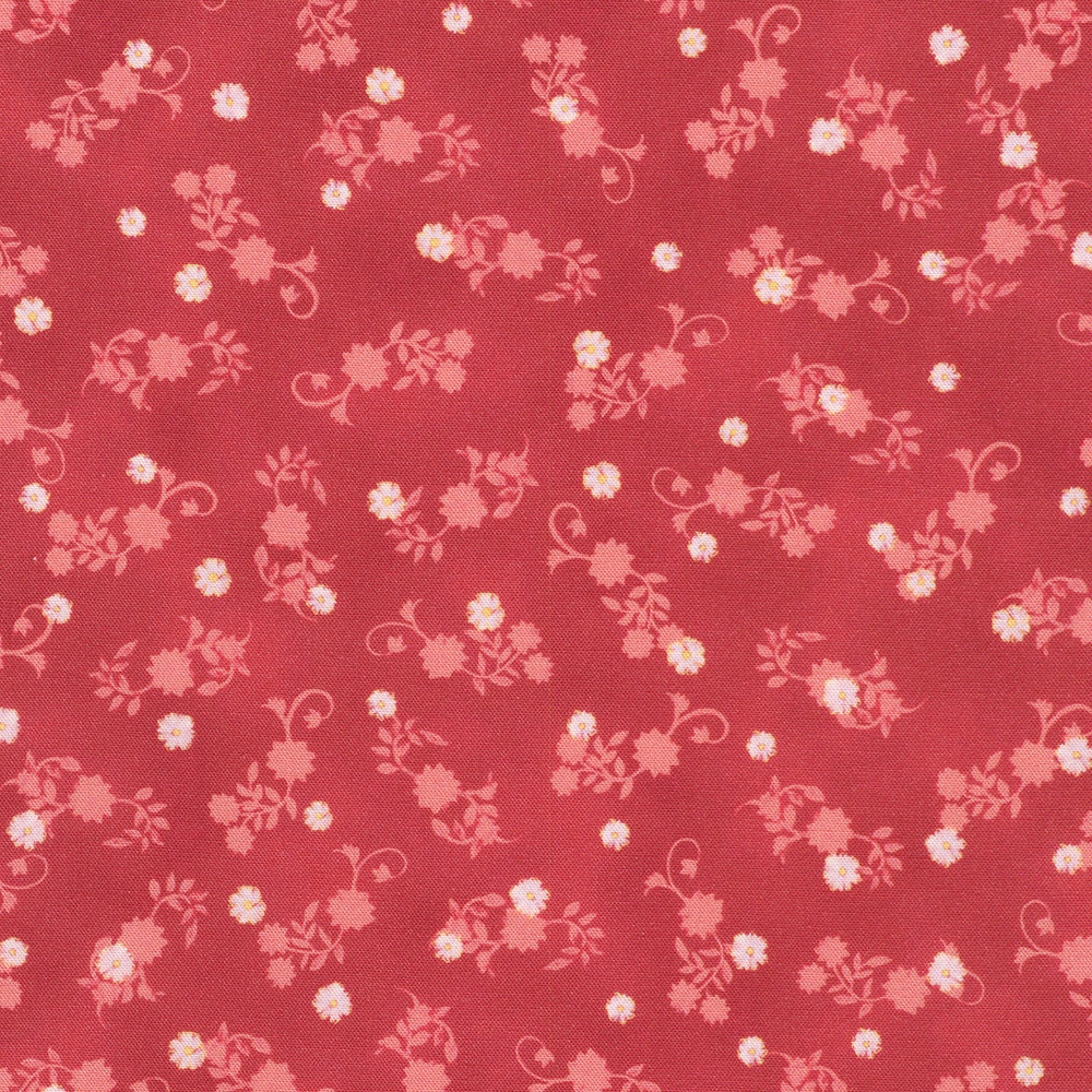 Daisies - Rose